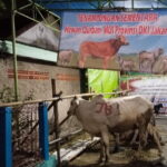 Idul Adha 1445 H, MUI DKI Jakarta Salurkan 20 Hewan Kurban