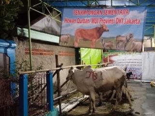 Salah Satu Hewan Kurban yang Dipercayakan kepada MUI DKI Jakarta