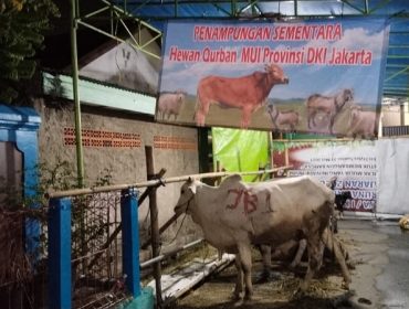 Salah Satu Hewan Kurban yang Dipercayakan kepada MUI DKI Jakarta