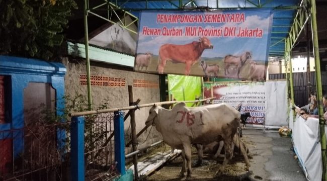 Salah Satu Hewan Kurban yang Dipercayakan kepada MUI DKI Jakarta