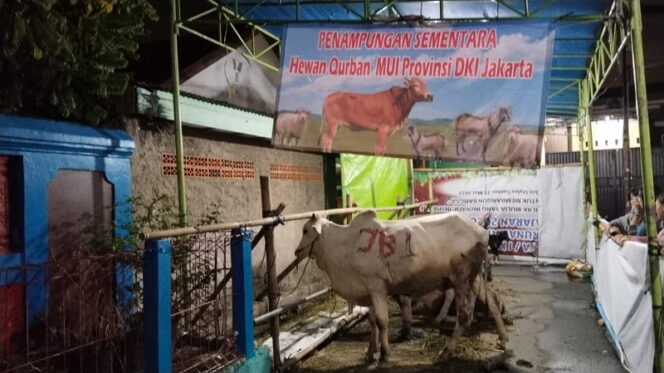 
					Salah Satu Hewan Kurban yang Dipercayakan kepada MUI DKI Jakarta